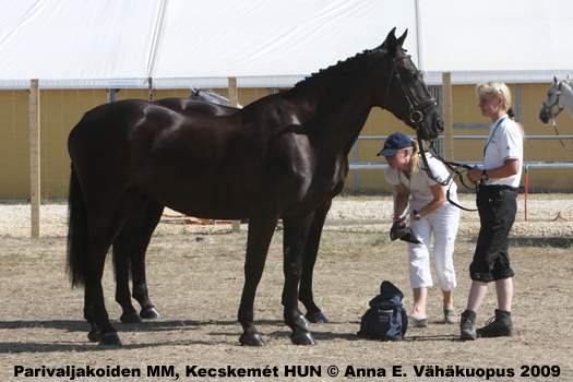 Essi Forssell, Miia Vallema ja mustikat valmistautumassa hevostarkastukseen.